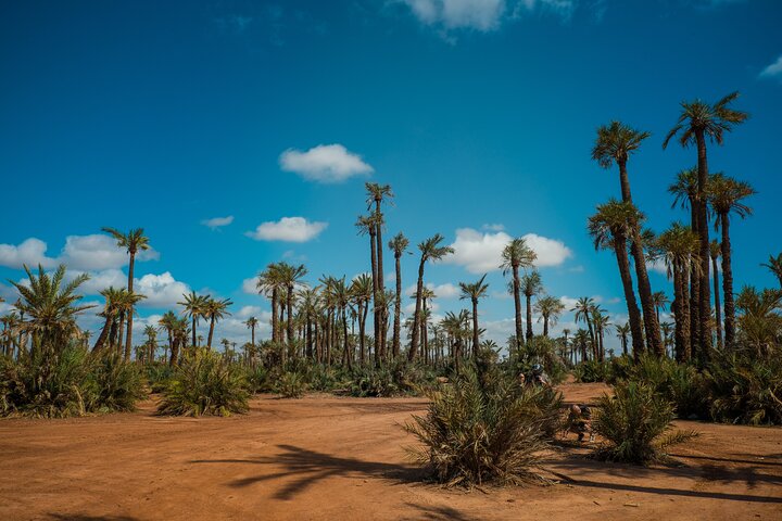 Marrakech: Camel Ride or Quad Tour in the Oasis Palmeraie